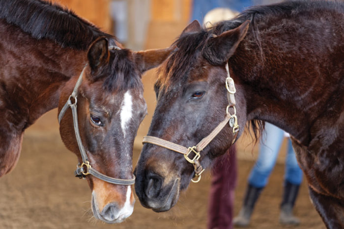 two horses face to face