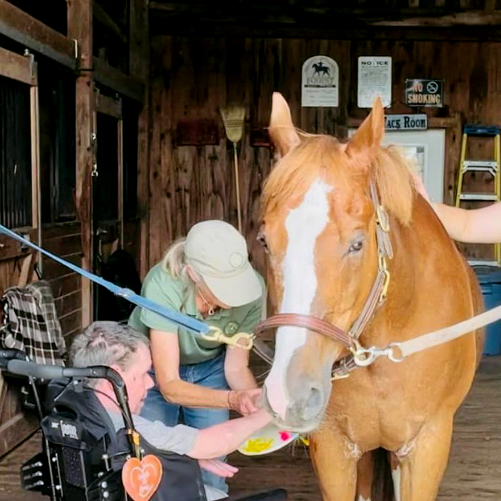 person in a wheelchair interacting with a horse